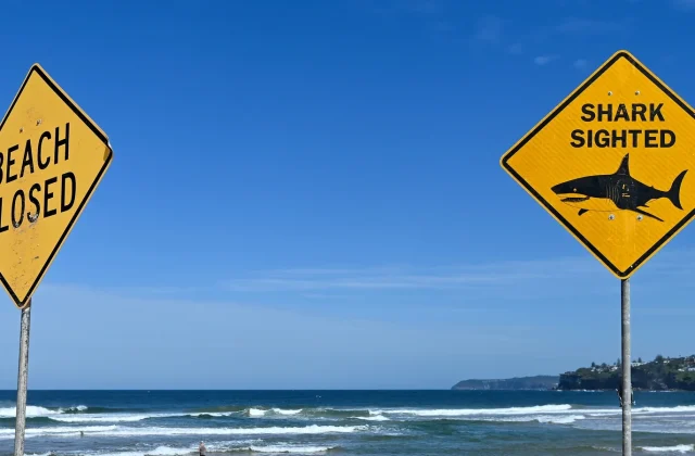 Shark bites surfer off Sydney, third attack within 48 hours