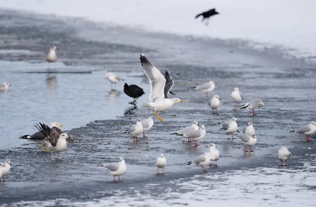 Six die in weather-related accidents as arctic blast grips Europe