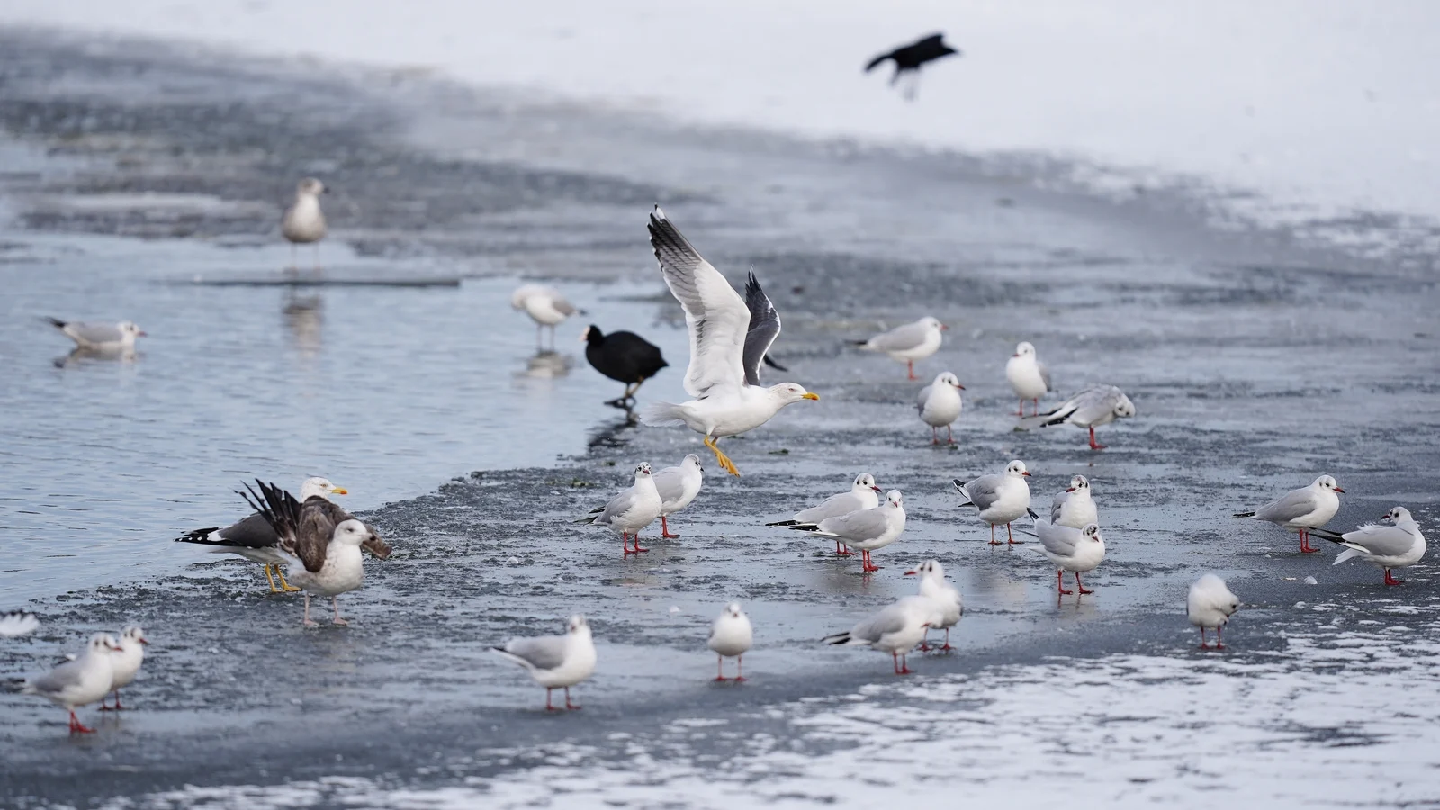 Six die in weather-related accidents as arctic blast grips Europe