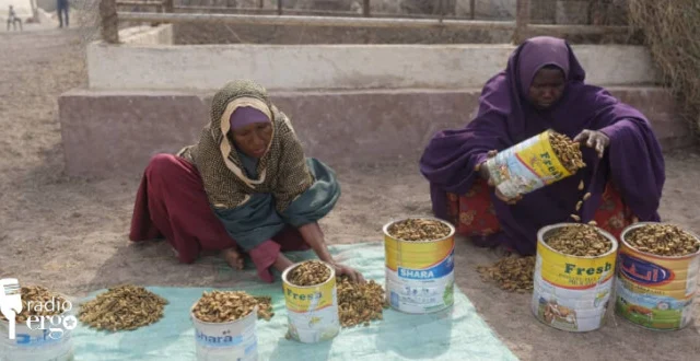 Somalia’s Kismayo women earn subsistence income selling acacia seeds for drought fodder