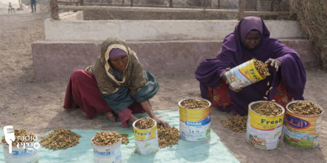 Somalia’s Kismayo women earn subsistence income selling acacia seeds for drought fodder