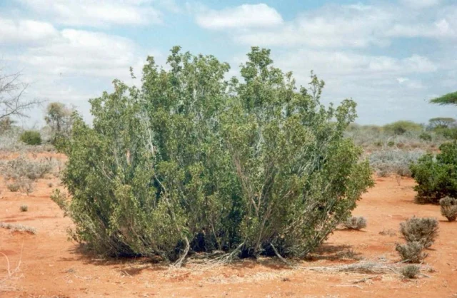 Domesticate Somalia’s endangered Yeheb tree to boost food security and prosperity