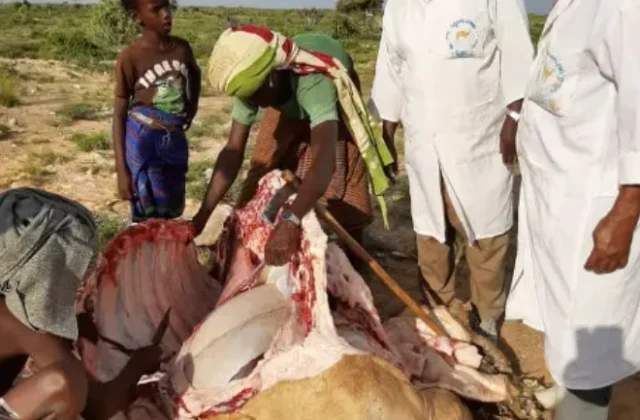 Drought and disease decimate pastoralists’ herds in remote Sanag villages