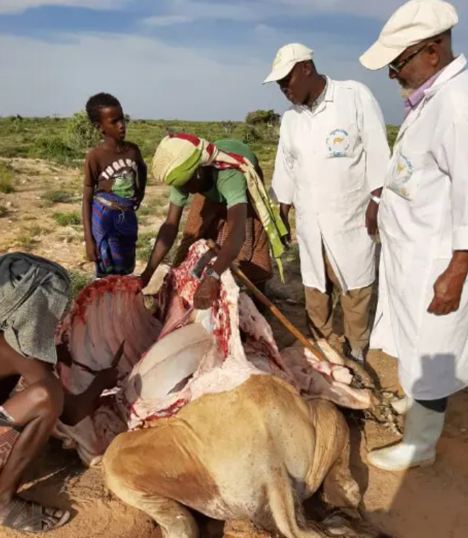 Drought and disease decimate pastoralists’ herds in remote Sanag villages