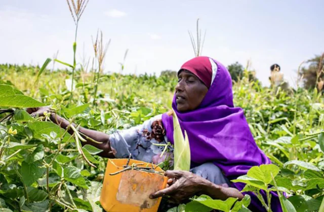 Somalia’s Livestock Trade Offers Lessons in Effective, Aid-Free Development