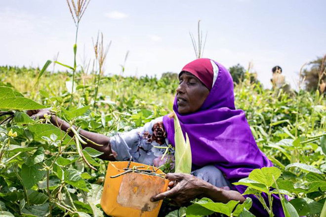 Somalia’s Livestock Trade Offers Lessons in Effective, Aid-Free Development