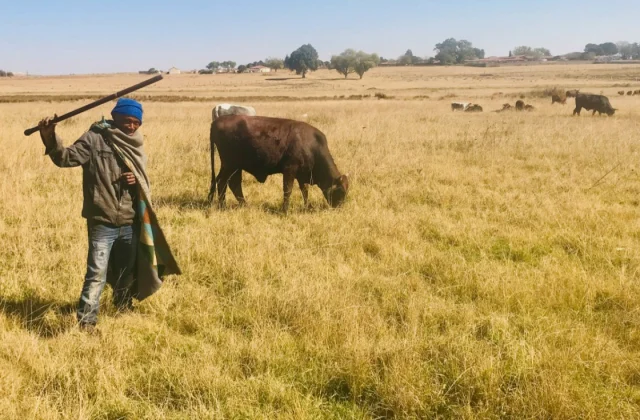South Africa Vaccinates Cattle to Combat Foot-and-Mouth Disease Losses