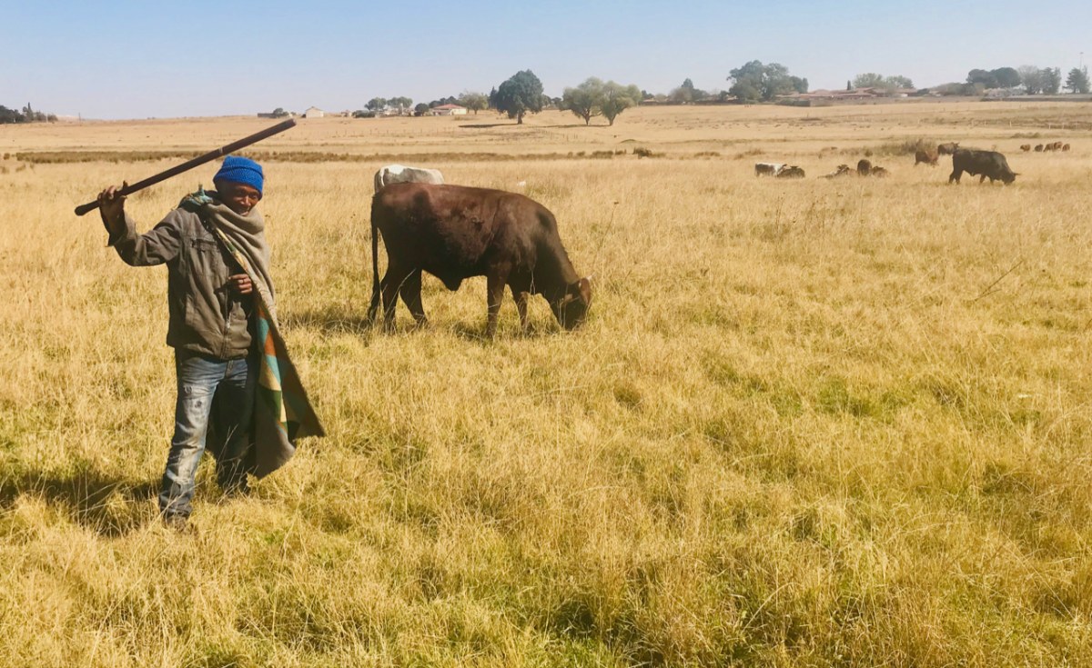 South Africa Vaccinates Cattle to Combat Foot-and-Mouth Disease Losses