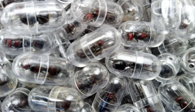 Chinese national arrested attempting to smuggle 2,000 queen ants out of Kenya