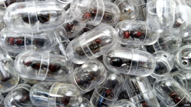 Chinese national arrested attempting to smuggle 2,000 queen ants out of Kenya