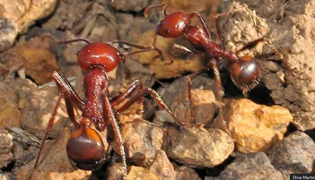 Kenya’s queen ants worth $220 each fuel global wildlife black market