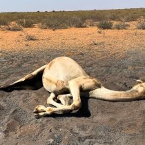 Somali Herdsmen Benefit from $3.88 Million in Innovative Livestock Insurance Aid