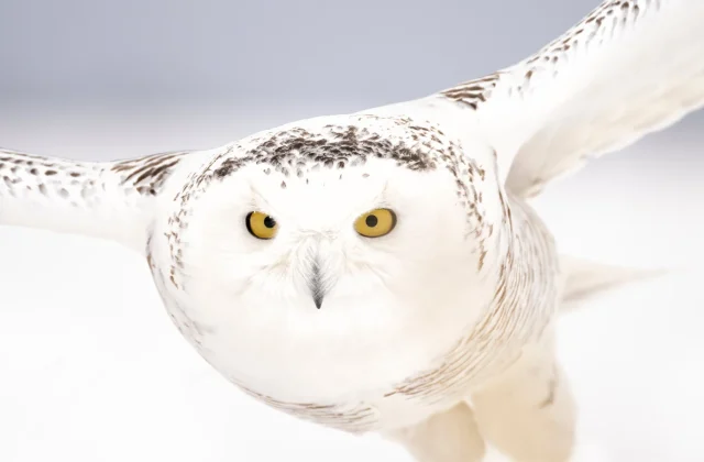 UN body grants international protection to 40 new migratory species