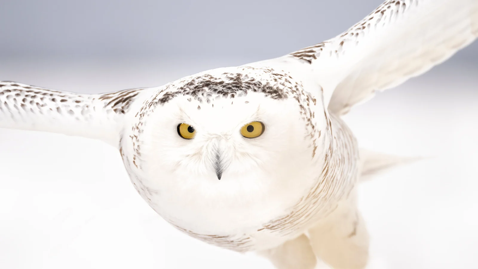 UN body grants international protection to 40 new migratory species