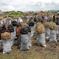 Somalia Needs National Afforestation Programme to Combat Desertification