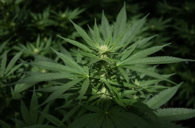 US reclassifies some marijuana products as less dangerous substances