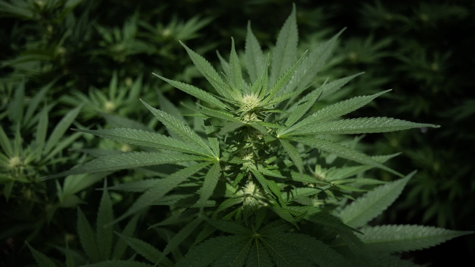US reclassifies some marijuana products as less dangerous substances