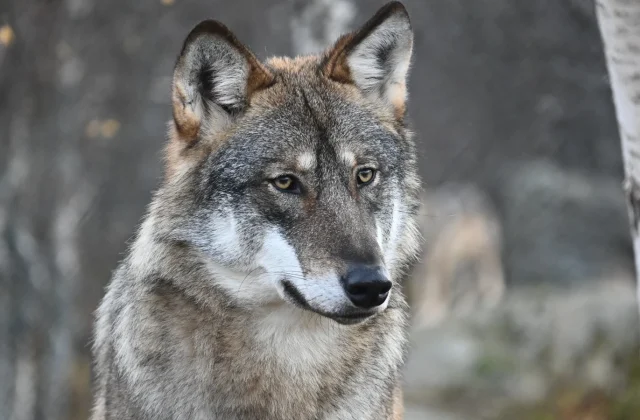 Wolf bites woman in Germany in first attack in decades
