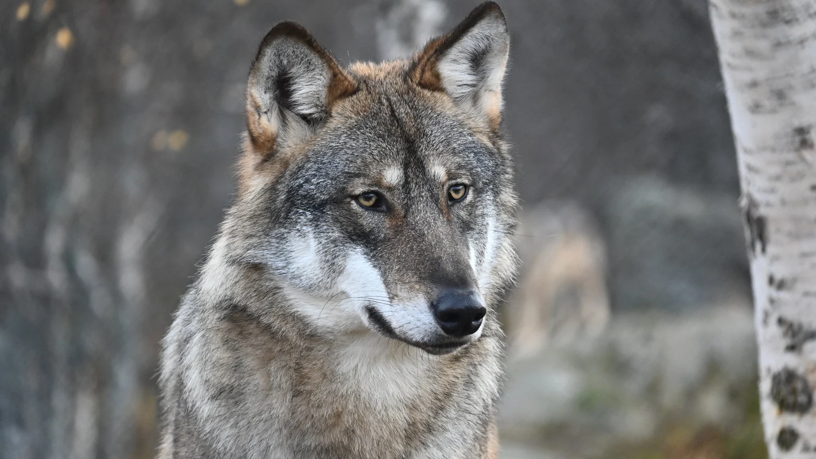 Wolf bites woman in Germany in first attack in decades