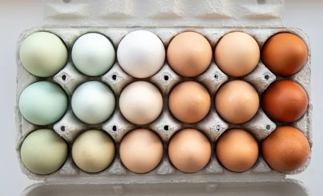 Eggs