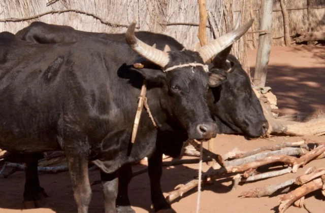 Foot-and-mouth outbreak disrupts Botswana’s beef exports to key markets