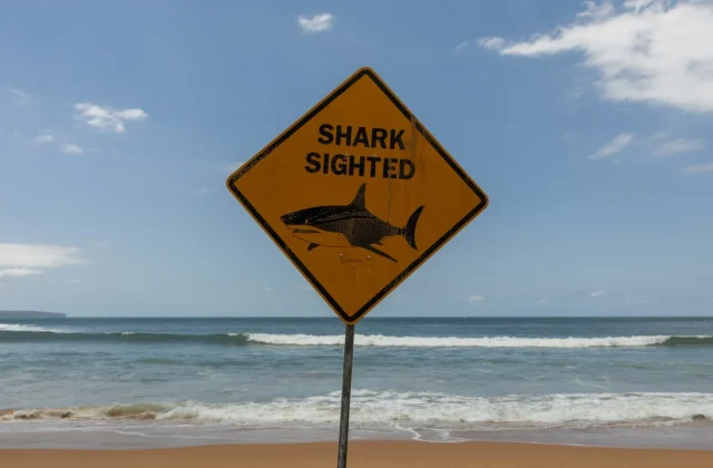 Great white shark kills man in Western Australia