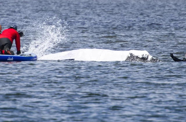 Stranded humpback whale in Germany released into North Sea