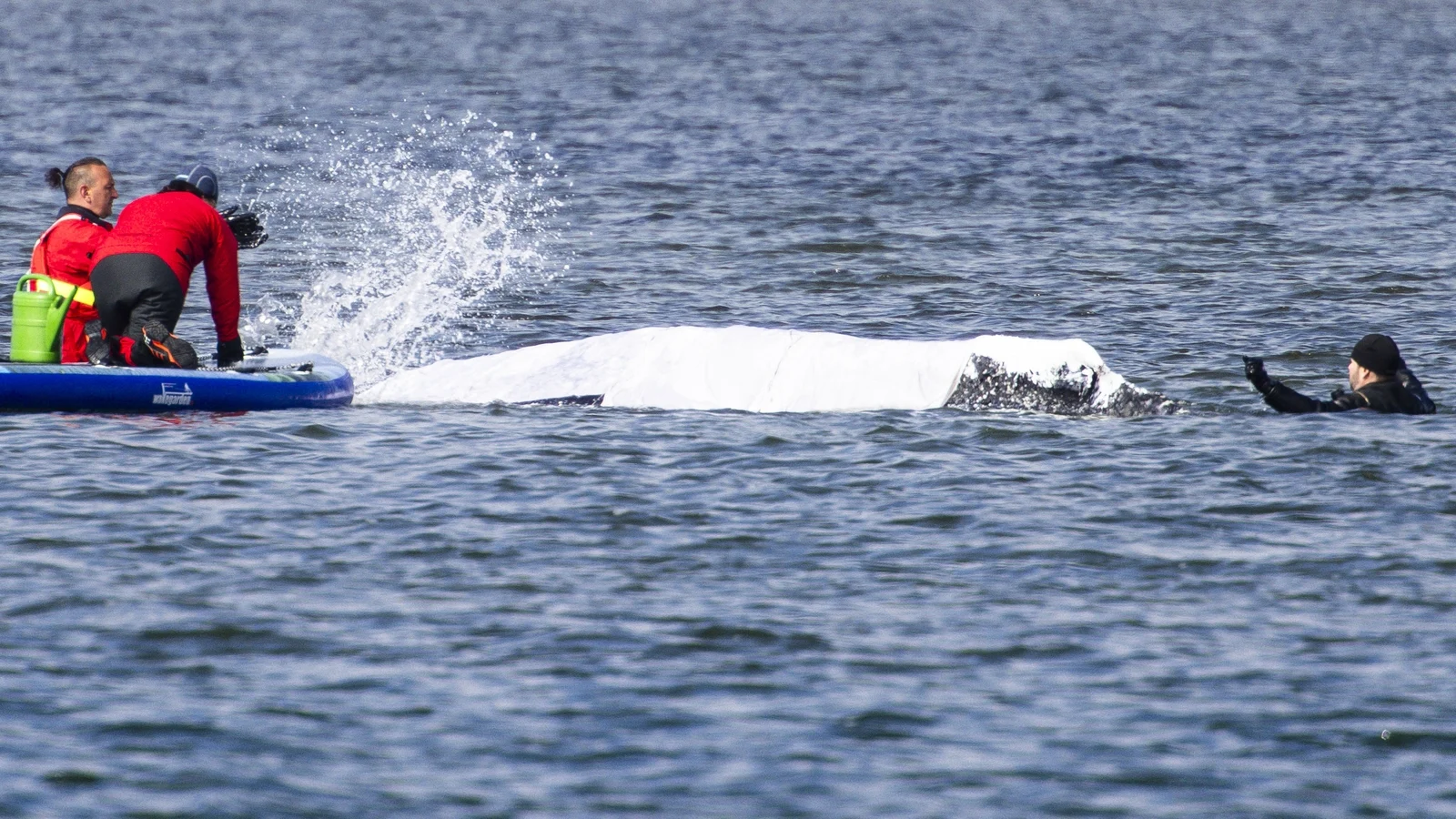 Stranded humpback whale in Germany released into North Sea