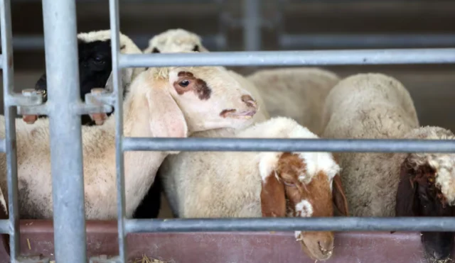 UAE Somali sheep prices rise 40% ahead of Eid Al Adha