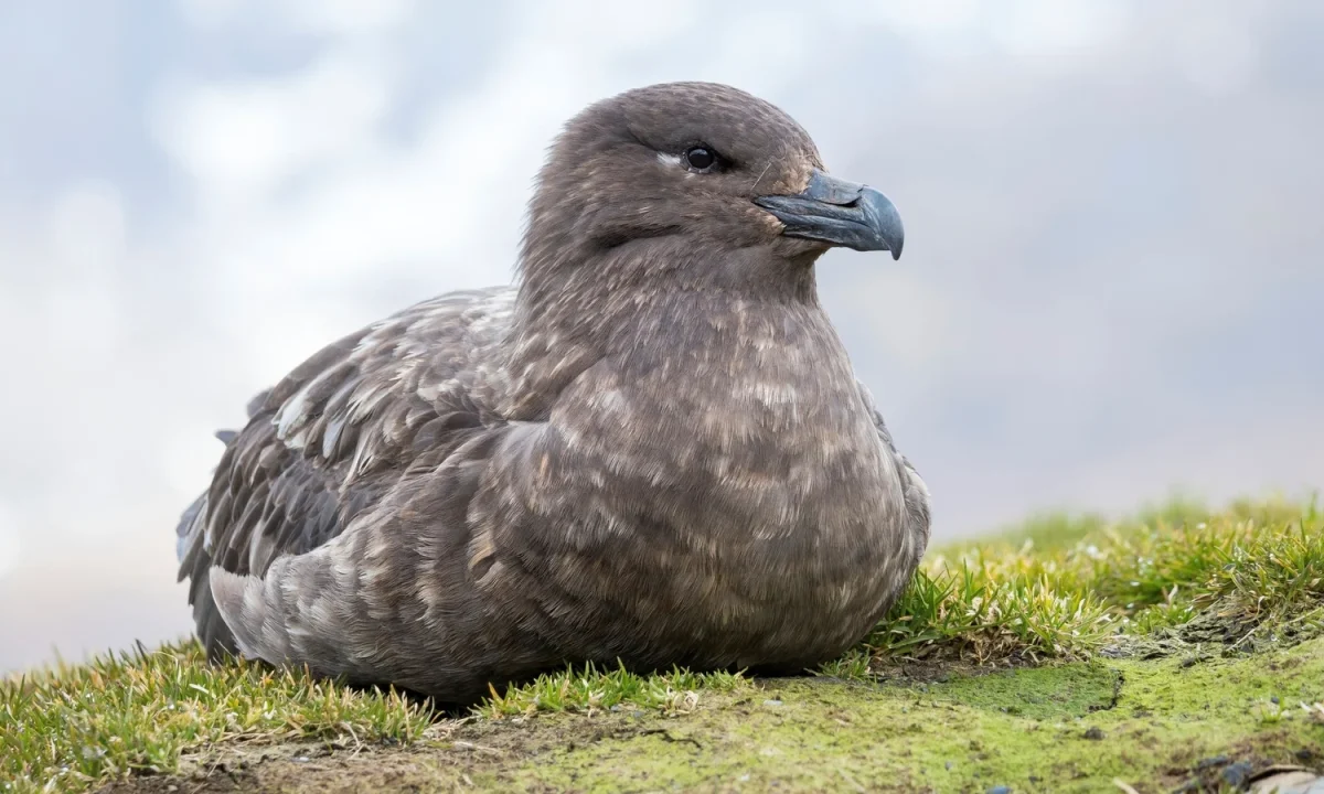 Australia detects first case of contagious H5 bird flu in poultry