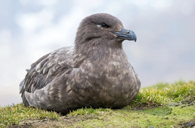 Australia detects first case of contagious H5 bird flu in poultry