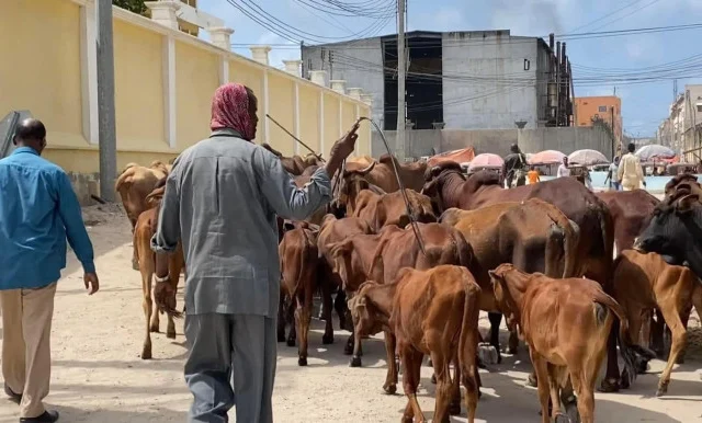 Banadir administration bans cattle from roaming Mogadishu streets
