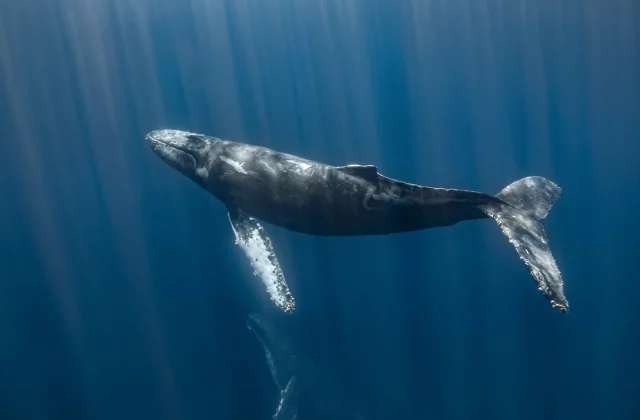 Chinese sub discovers the world’s largest whale graveyard