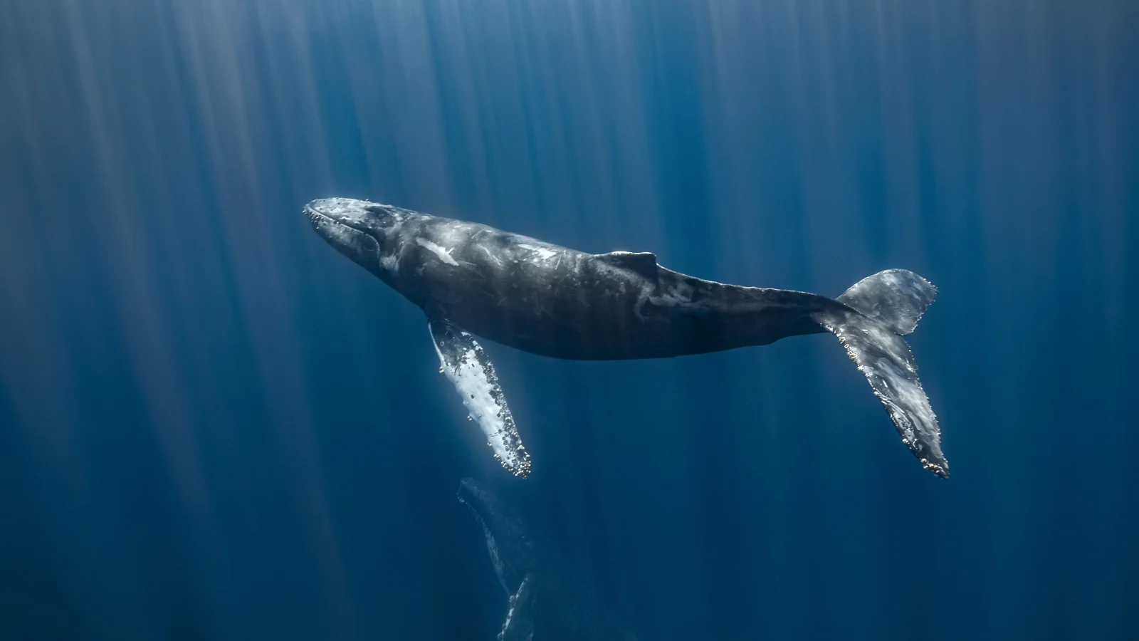 World's largest whale graveyard discovered by Chinese sub