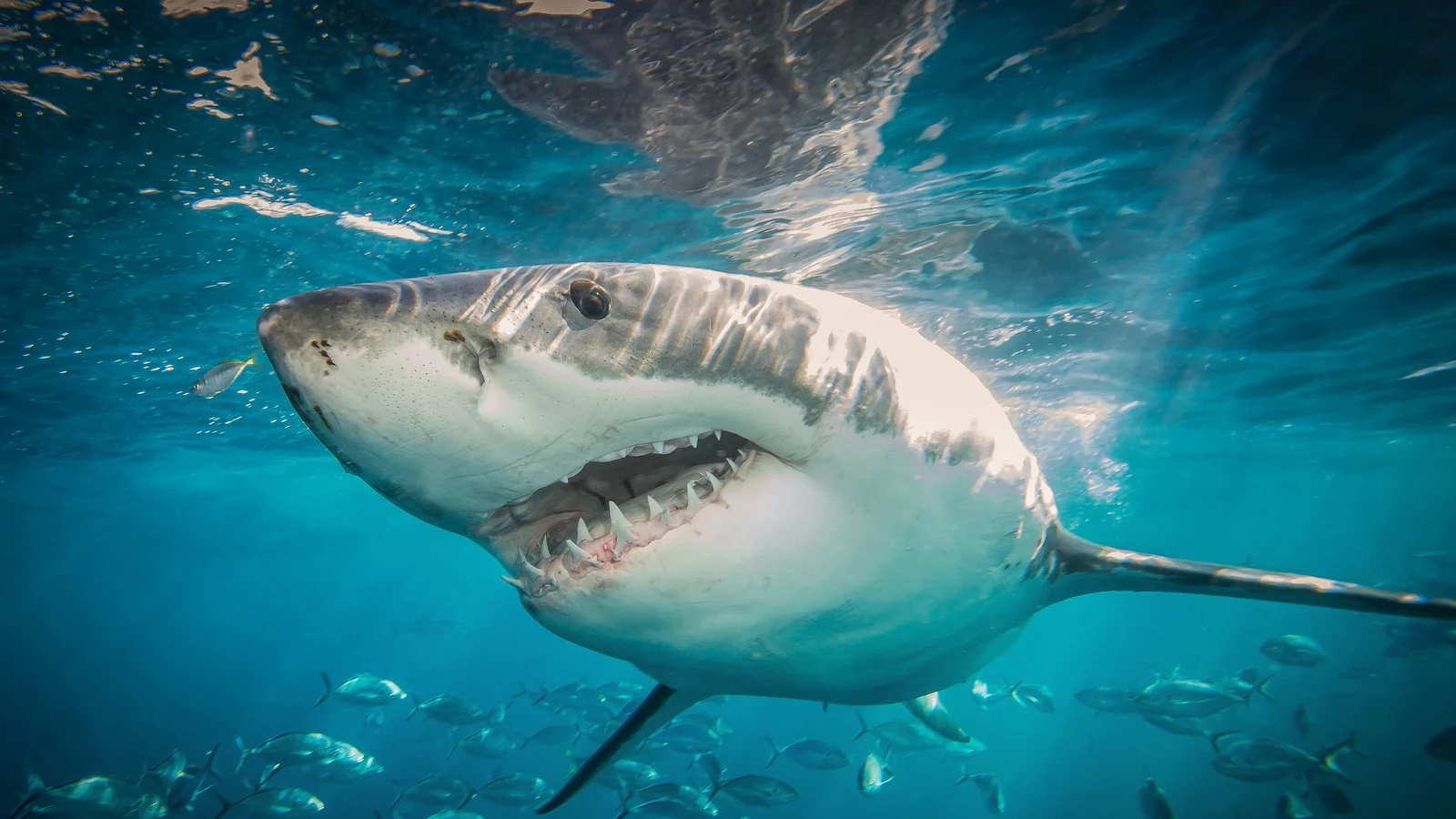Diver killed by shark off Western Australia coast