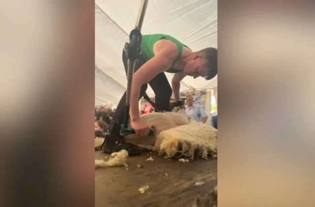 Sheep shearer Seán wins New Zealand title