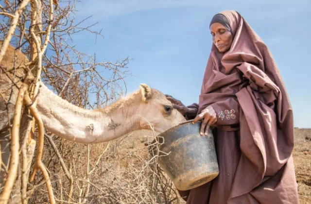 Somalia’s DRIVE program targets safer food and trusted markets