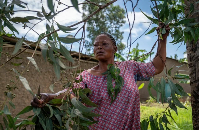 Traditional Healers Embrace Ancestral Remedies Amid Modern Medicine Challenges