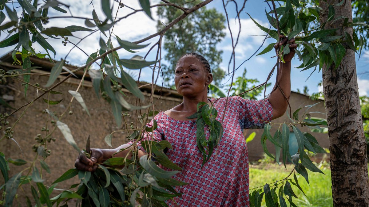 Traditional Healers Embrace Ancestral Remedies Amid Modern Medicine Challenges