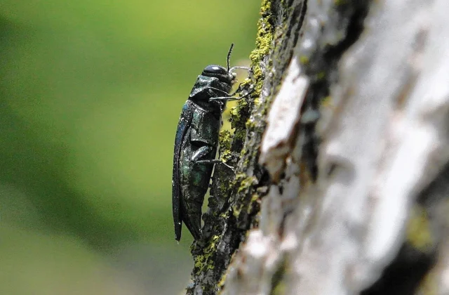Beetle Devastating US Ash Forests Detected in EU for First Time