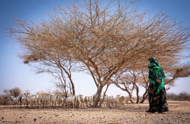 Climate Change, Overgrazing and Population Growth Affect Rural Landscapes, Livelihoods