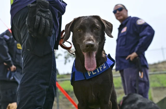 Four-legged rescue dogs lead search efforts after Venezuela earthquakes