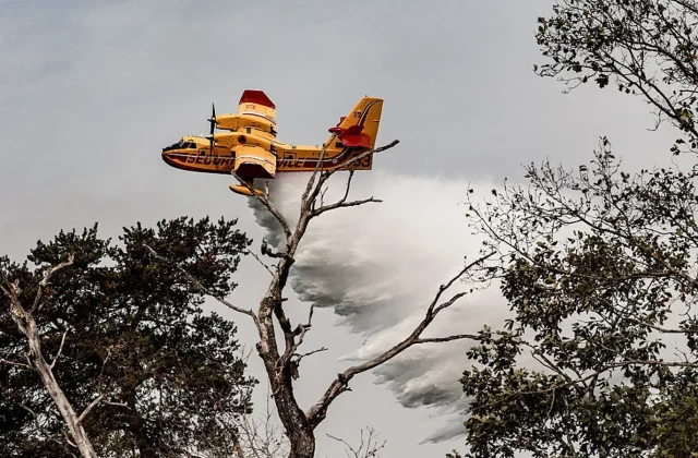 French Forest Fire Suspect Taken Into Custody, Prosecutor Says