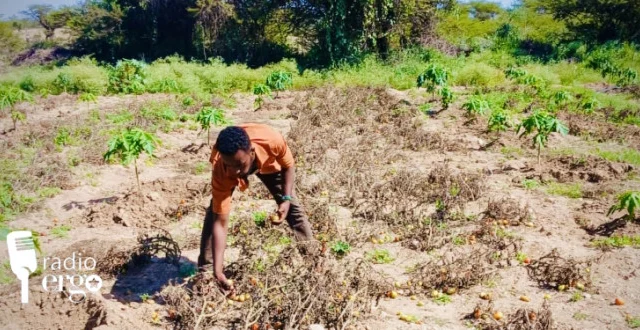 Locusts and water shortage devastate farmers in Mudug