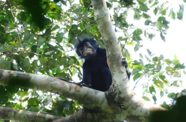 New Monkey Species Discovered in the Democratic Republic of Congo