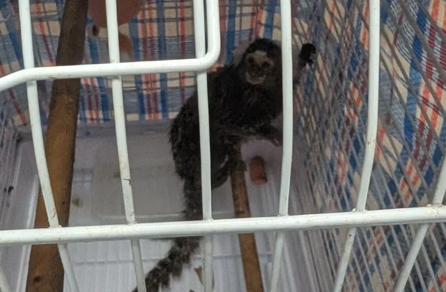 Reward Offered After Monkey Is Abandoned on London Bus