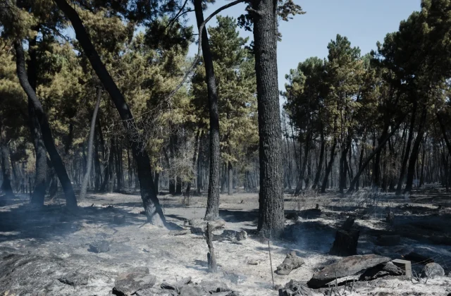Wildfire Burns 12,000 Hectares in Area North of Madrid