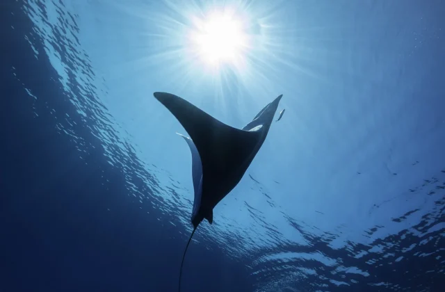 World’s oceans break June heat record for highest temperatures