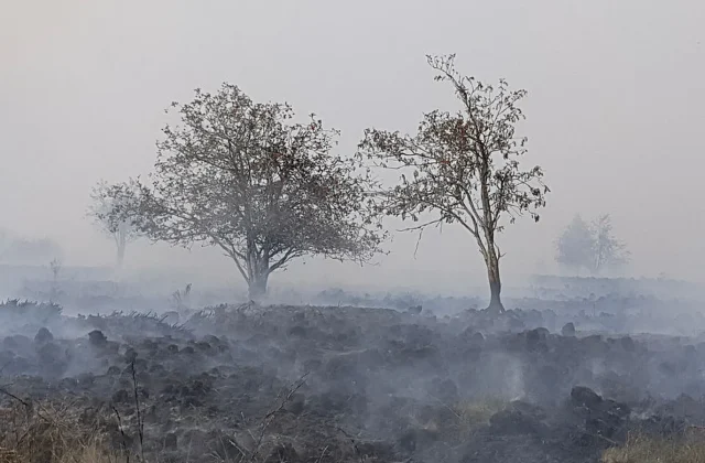 Hundreds Evacuated as Major Pine Forest Wildfire Sweeps Belgium