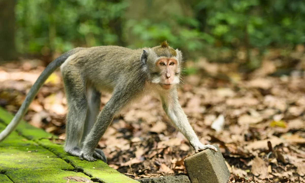 Indonesia Traps Monkey After It Attacks 18 People